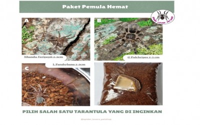 PAKET PEMULA HEMAT - TARANTULA LASIODORA PARAHYBANA